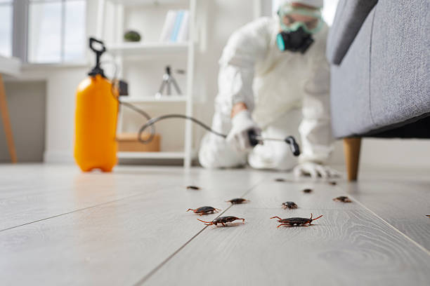 Post-Treatment Bed Bug Interceptor Monitoring in Sundown
